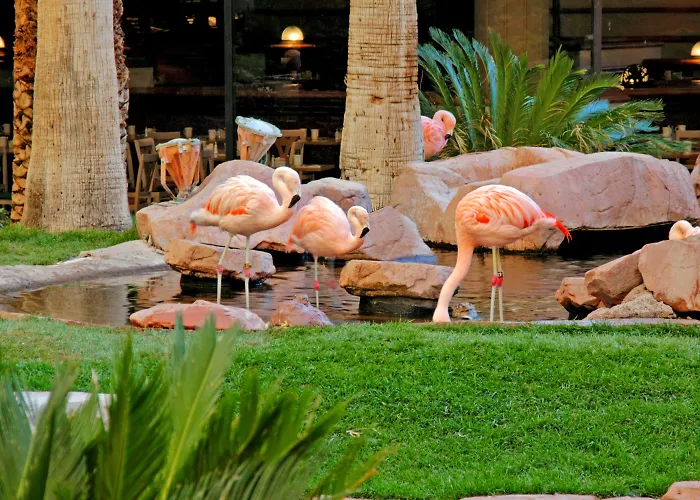 Flamingo & Casino